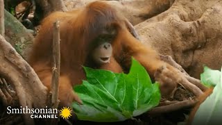 Young Orangutans New Fashion Accessory Causes a Frenzy 👒 Orangutan Jungle School  Smithsonian [upl. by Allwein]