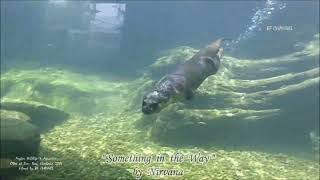 SOMETHING IN THE WAY  Lyrics   Nirvana  Swimming Otters in Siem Reap Cambodia  BF CHANNEL [upl. by Gnni71]