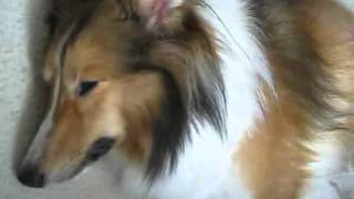 Sleeping Sheltie Very Tired Shetland Sheepdog Puppy [upl. by Spalding722]