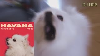 하바나 강아지 리믹스 Camila Cabello  Havana Gabe the Dog Remix [upl. by Nyllewell959]