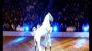 Lippizaner Hengst springt Kapriole in Zeitlupe  Lipizzaner stallion jumping caper in slow motion [upl. by Lanti]