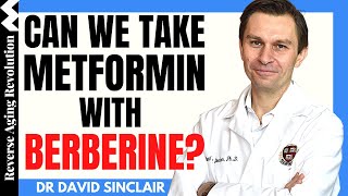 Can We Take BERBERINE With METFORMIN  Dr David Sinclair Interview Clips [upl. by Krm]