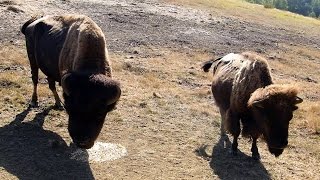 La Ferme aux Bisons Lapenne Ariège HD [upl. by Atin986]