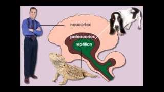 En quoi le Concept du Cerveau Triunique peut vous être utile [upl. by Mancino]