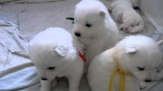 Samoyed Puppies サモエドの赤ちゃんたち生後21日目 No1 [upl. by Manon]