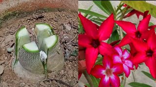 How To Multiple Graft On ADENIUM  Simple Grafting Technique On Desert Rose Plant [upl. by Erdnassak]