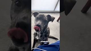 Dog With an Attitude  RxCKSTxR Comedy Voiceover [upl. by Nairred138]