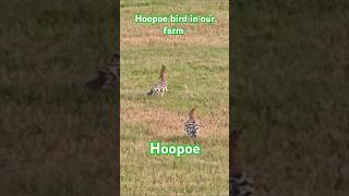 Hoopoe bird in our farm hoopoe birds bird qatar [upl. by Elorak]