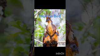 1st Bird in world is Archaeopteryx archaeopteryx fossil hoatzin [upl. by Nnylrats488]