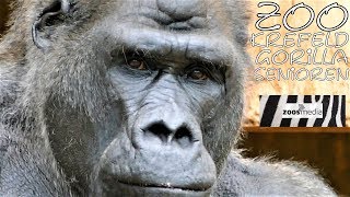 Gorillas im Zoo Krefeld 🦍 Die SeniorenGruppe  zoosmedia [upl. by Yarod432]