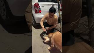 hame sab ko bezubaan dog ki madad karne chahiye 🐶🐕❤️ dog dogloverdogfriends reelsshorts [upl. by Medarda]