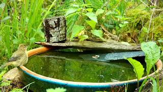 Chiffchaff in the Baff [upl. by Auohs]