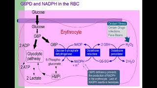 6 Carbohydrates G6PD deficiency Favism  Uronic acid pathway شرح بالعربي [upl. by Goines]