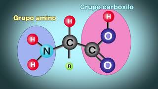 28 La estructura de las proteínas [upl. by Eelidnarb553]