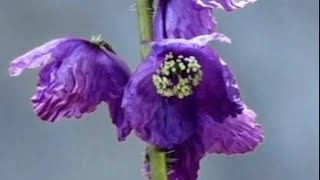 Meconopsis a typical Chinese Alpine flower [upl. by Lem85]