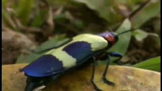 Malaysias Jewel beetle Chrysochroa buqueti is so beautiful that I fell in love with it Thank God [upl. by Ellerred]