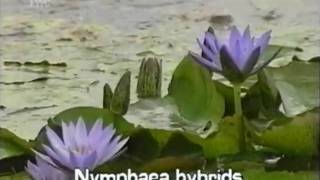 fragrant water lily Nymphaea odorata [upl. by Unity]