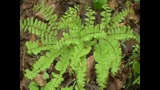 Maidenhair Fern Adiantum pedatum [upl. by Happy517]