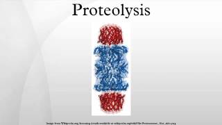 Proteolysis [upl. by Yliak]