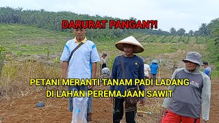 Antisipasi Darurat Pangan Petani Tanam Padi Ladang di Lahan Replanting Sawit [upl. by Cofsky]