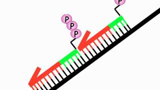 DNA Replication 2B Okazaki fragments [upl. by Gmur]