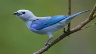 ♫ Azulejo de Jardin  Thraupis Episcopus  Blue Tanager ஜ [upl. by Kimberlyn]