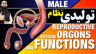 Understanding the Male Reproductive System Anatomy and Function [upl. by Gwenny8]