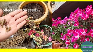 how to collect godetia seeds  How do you grow Clarkia from seed  Clarkia flower seeds [upl. by Enelra356]