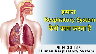 Respiratory system in Hindi I Anatomy and physiology of respiratory system I Scientech Biology [upl. by Cowden]