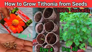 How To Grow Tithonia from Seed  Tithonia or Mexican Sunflower grow from Seeds in 6 days With Update [upl. by Mauralia]