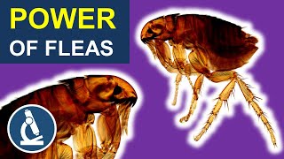 Tiny FLEA so POWERFUL  Flea under the microscope [upl. by Ardyth]