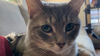 Did you miss this cute cat moment kittytime cutecat kittey cuteanimal catvideos catlover [upl. by Eseyt369]