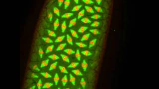 Mitosis in a Drosophila embryo expressing GFP tubulin and Histone RFP [upl. by Nywra]