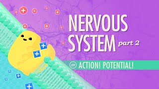 The Nervous System Part 2  Action Potential Crash Course Anatomy amp Physiology 9 [upl. by Worsham]