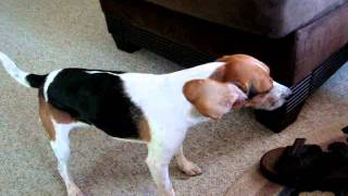 Beagle Reverse sneeze [upl. by Hgielrahc]