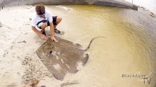 Huge Southern Stingray [upl. by Esbensen639]