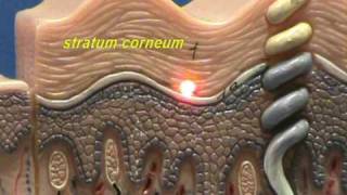 Composite Skin Model  Epidermis amp Dermis [upl. by Yssej]