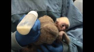 Minnesota Zoo new baby Gibbon [upl. by Loralyn]