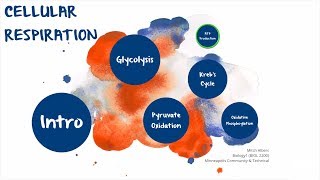 Cellular Respiration ATP Production Pathways and Regulation [upl. by Novaj]