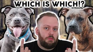 AMERICAN STAFFORDSHIRE TERRIER or STAFFORDSHIRE BULL TERRIER Whats The Difference [upl. by Ahsaei]