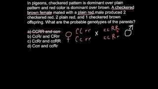 How to solve problems with Dihybrid Crosses [upl. by Nimoynib938]