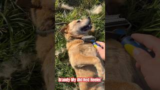 Red Heeler Brandy  Australian Cattle Dog Moulting shorts [upl. by Nace]