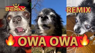 Pudgy  OWA OWA Bemax Remix  Tik Tok dog meme [upl. by Adnirod527]