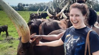 Ankole pride with their long horned cattle [upl. by Ahsela946]