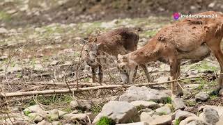 Sweden’s Alpine Animals The Mountain Hare and Reindeer in Their Natural Habitat animal2024 [upl. by Grimbald705]