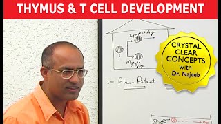 Thymus and T Cell Development  Immunology [upl. by Noswad664]