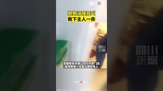 狗狗深夜狂吠救下主人一命 真是事出必有因！多谢聪明的狗狗，也要多谢热心的邻居 shorts [upl. by Odnomra493]