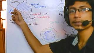 Developmental biology part 1  introduction and grey crescent formation [upl. by Imer967]