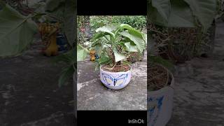 Syngonium Podophyllum 🌿 Arrowhead Plant 🌱 Air purifier 🍃 shorts garden printing craft new [upl. by Ellevehs]