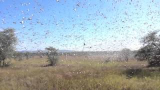 Locust crisis in Madagascar [upl. by Juana]